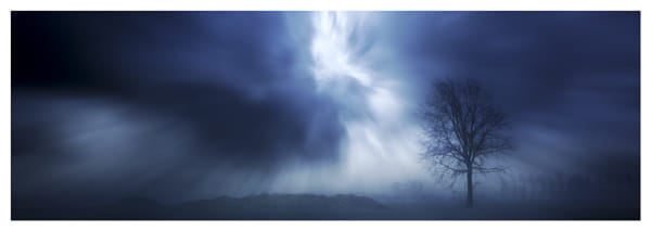Solitary tree beneath a dramatic sky in Sluis